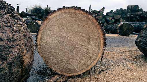 Image 2: A view of the tree selected for further processing. Photo: Roser AG